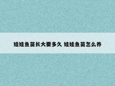 娃娃鱼苗长大要多久 娃娃鱼苗怎么养