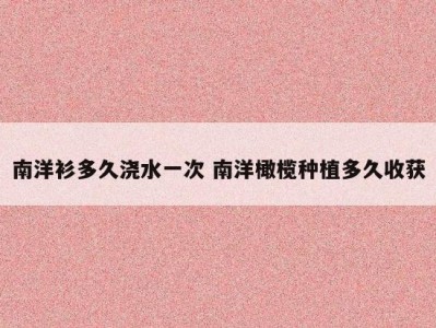 南洋衫多久浇水一次 南洋橄榄种植多久收获