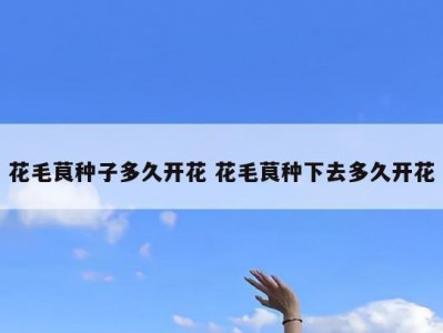 花毛茛种子多久开花 花毛茛种下去多久开花