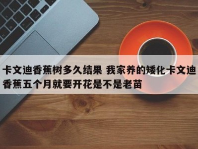 卡文迪香蕉树多久结果 我家养的矮化卡文迪香蕉五个月就要开花是不是老苗