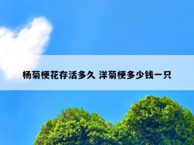 杨菊梗花存活多久 洋菊梗多少钱一只