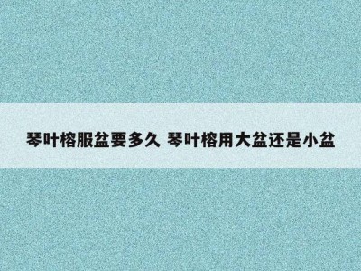 琴叶榕服盆要多久 琴叶榕用大盆还是小盆