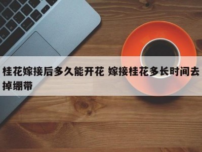 桂花嫁接后多久能开花 嫁接桂花多长时间去掉绷带