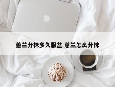 蕙兰分株多久服盆 蕙兰怎么分株