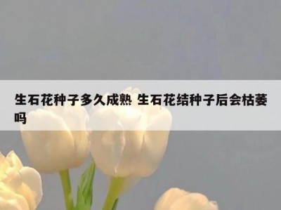 生石花种子多久成熟 生石花结种子后会枯萎吗