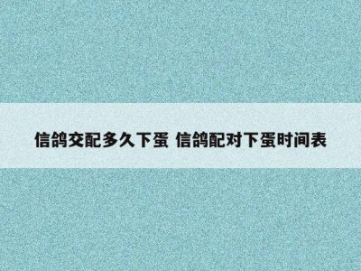 信鸽交配多久下蛋 信鸽配对下蛋时间表