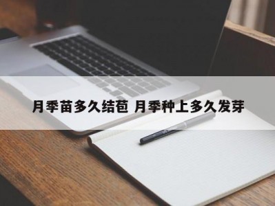 月季苗多久结苞 月季种上多久发芽