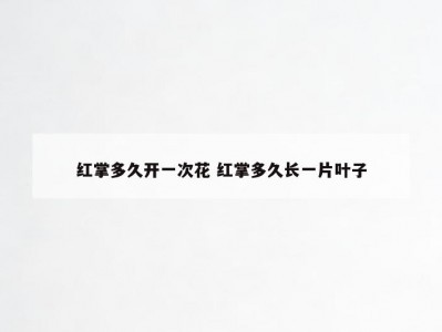 红掌多久开一次花 红掌多久长一片叶子