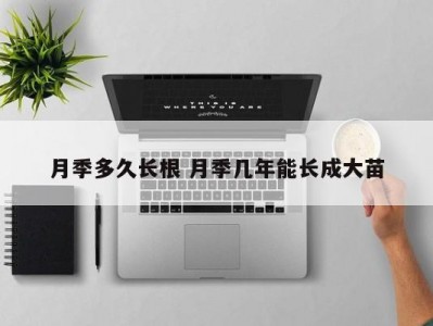 月季多久长根 月季几年能长成大苗