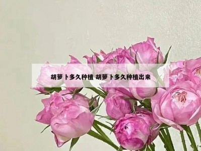 胡萝卜多久种植 胡萝卜多久种植出来