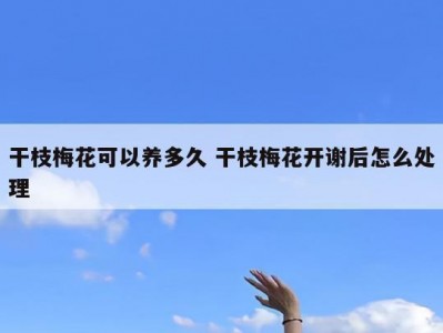 干枝梅花可以养多久 干枝梅花开谢后怎么处理