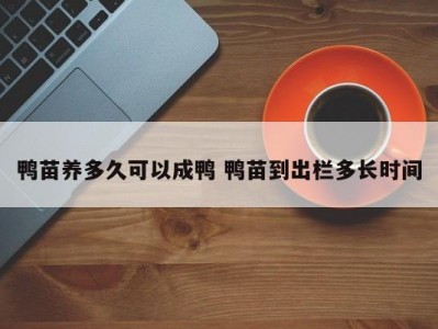 鸭苗养多久可以成鸭 鸭苗到出栏多长时间