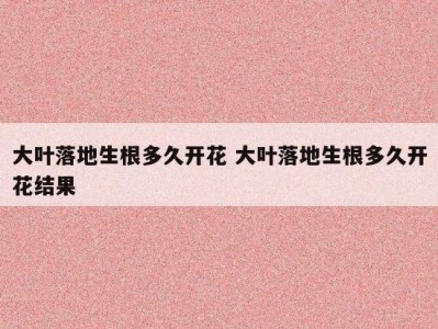 大叶落地生根多久开花 大叶落地生根多久开花结果