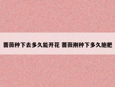 蔷薇种下去多久能开花 蔷薇刚种下多久施肥