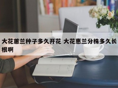 大花蕙兰种子多久开花 大花惠兰分株多久长根啊