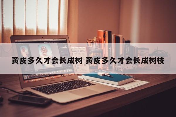 黄皮多久才会长成树 黄皮多久才会长成树枝