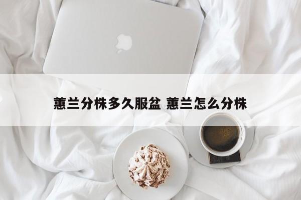 蕙兰分株多久服盆 蕙兰怎么分株