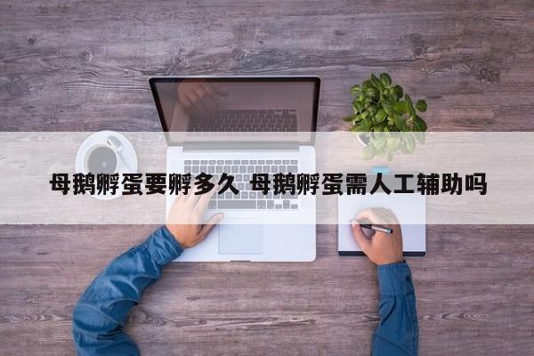 母鹅孵蛋要孵多久 母鹅孵蛋需人工辅助吗