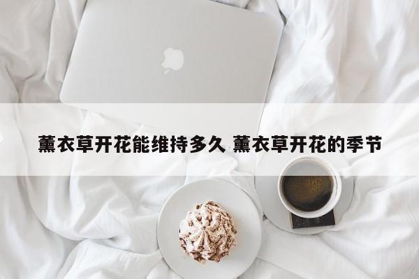 薰衣草开花能维持多久 薰衣草开花的季节