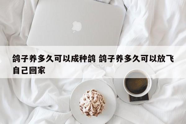 鸽子养多久可以成种鸽 鸽子养多久可以放飞自己回家
