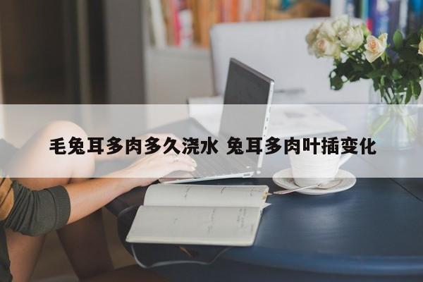 毛兔耳多肉多久浇水 兔耳多肉叶插变化