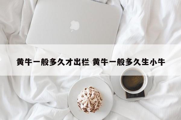 黄牛一般多久才出栏 黄牛一般多久生小牛