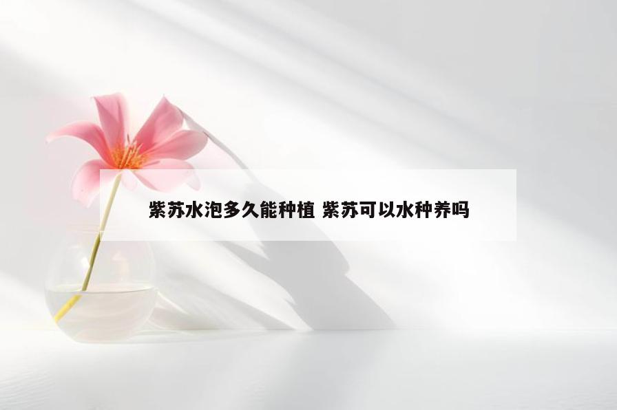 紫苏水泡多久能种植 紫苏可以水种养吗