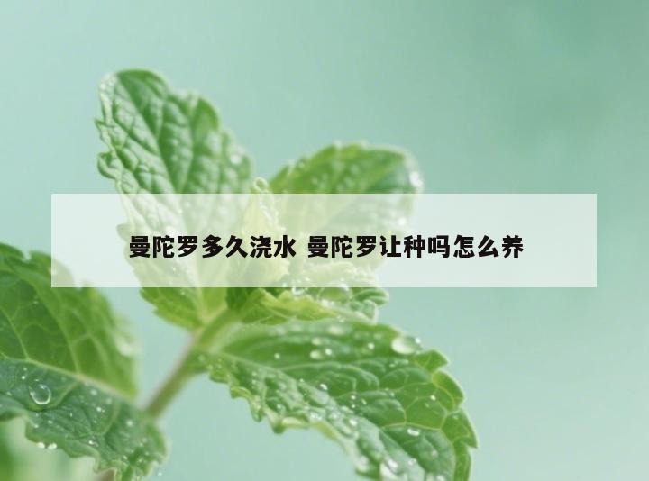 曼陀罗多久浇水 曼陀罗让种吗怎么养