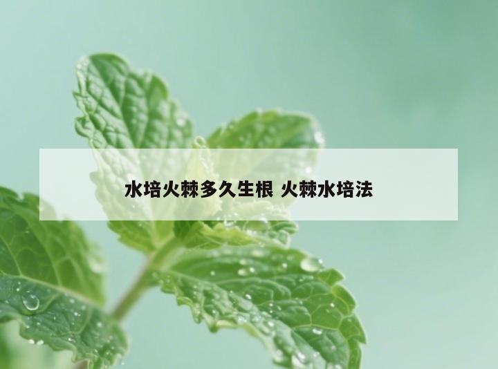 水培火棘多久生根 火棘水培法