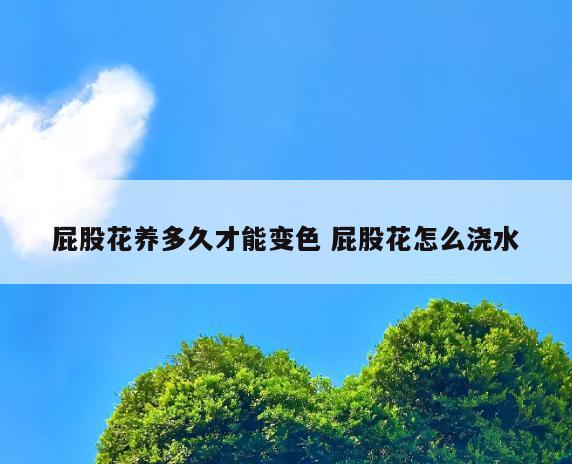 屁股花养多久才能变色 屁股花怎么浇水