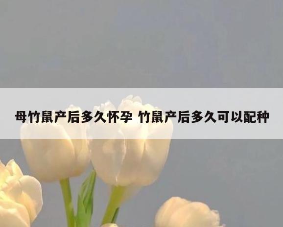 母竹鼠产后多久怀孕 竹鼠产后多久可以配种
