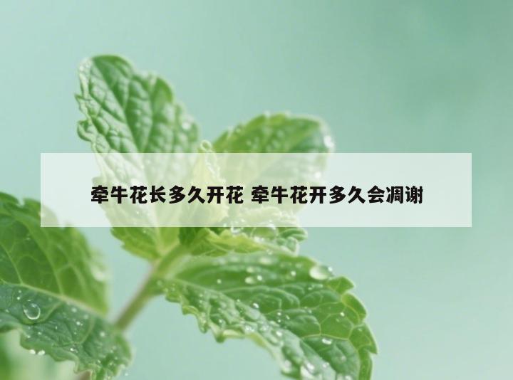 牵牛花长多久开花 牵牛花开多久会凋谢