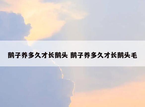 鹅子养多久才长鹅头 鹅子养多久才长鹅头毛