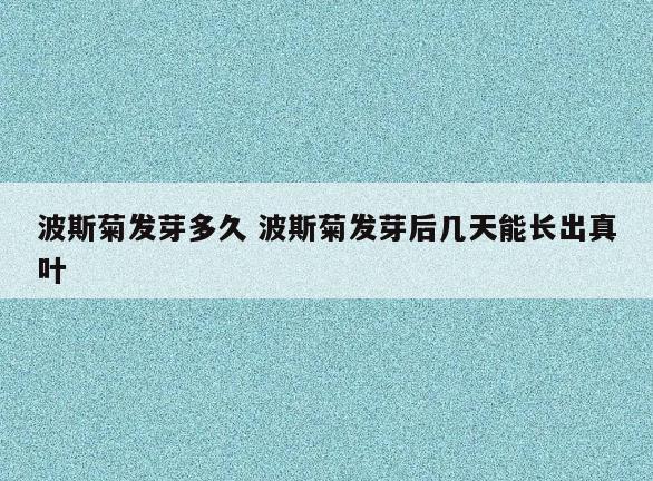波斯菊发芽多久 波斯菊发芽后几天能长出真叶