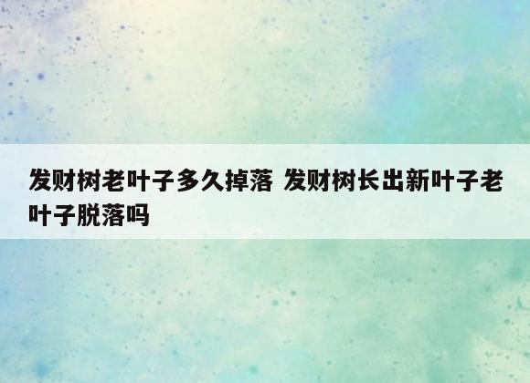发财树老叶子多久掉落 发财树长出新叶子老叶子脱落吗