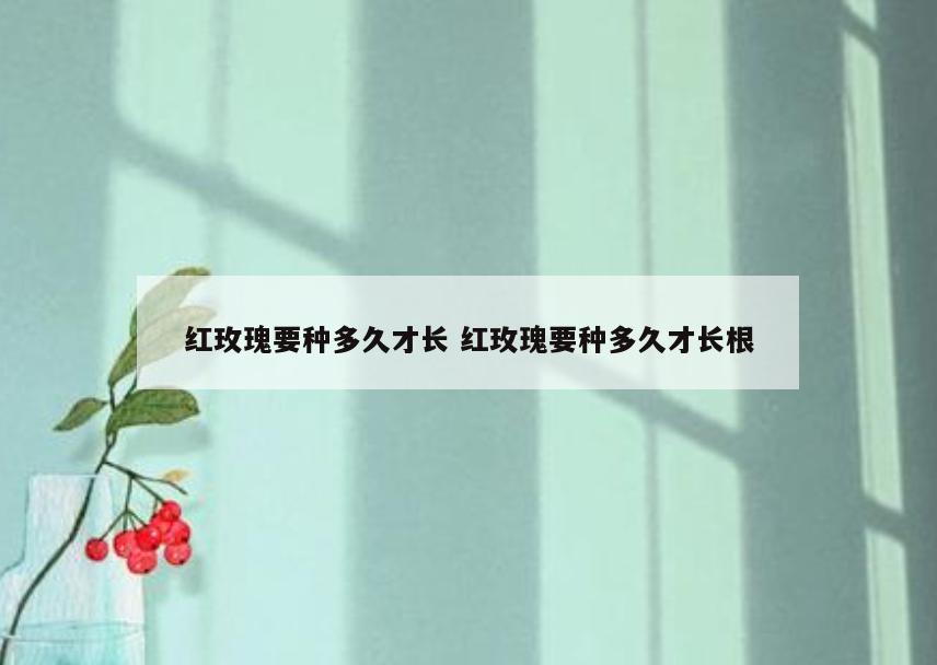 红玫瑰要种多久才长 红玫瑰要种多久才长根