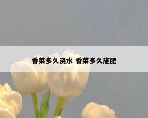 香菜多久浇水 香菜多久施肥