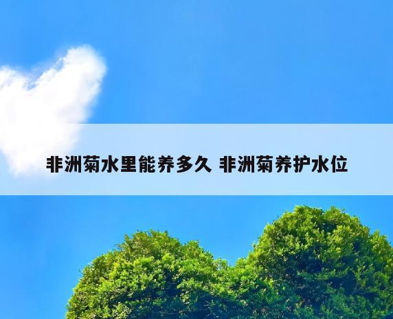 非洲菊水里能养多久 非洲菊养护水位