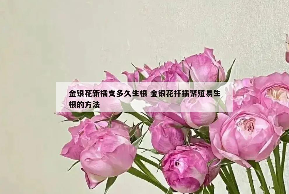 金银花新插支多久生根 金银花扦插繁殖易生根的方法