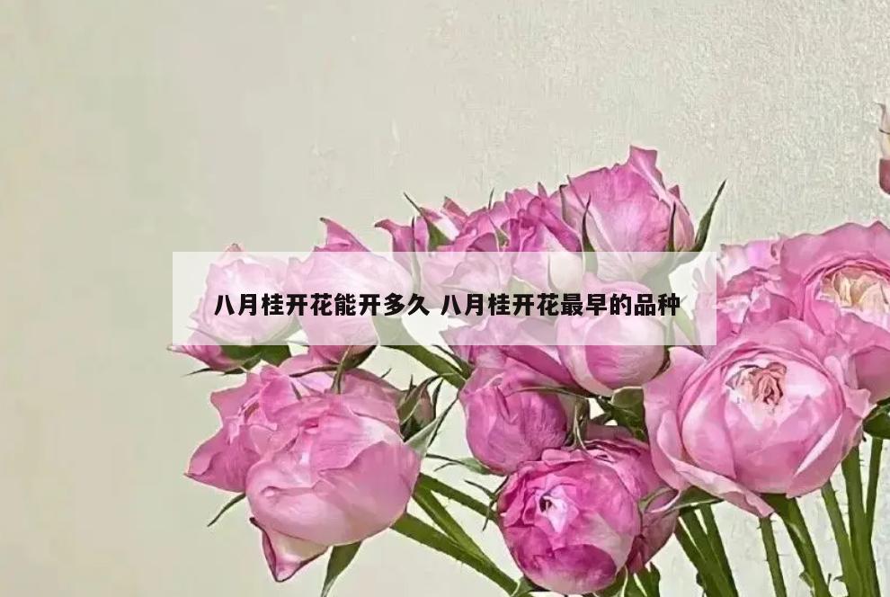 八月桂开花能开多久 八月桂开花最早的品种