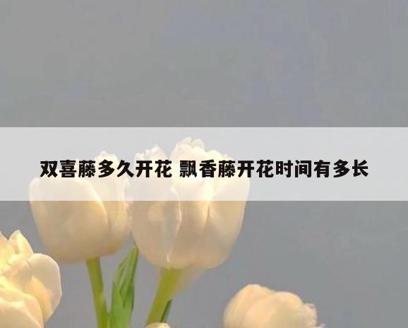 双喜藤多久开花 飘香藤开花时间有多长