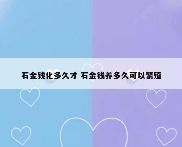 石金钱化多久才 石金钱养多久可以繁殖
