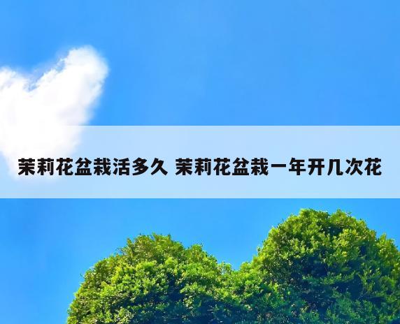 茉莉花盆栽活多久 茉莉花盆栽一年开几次花