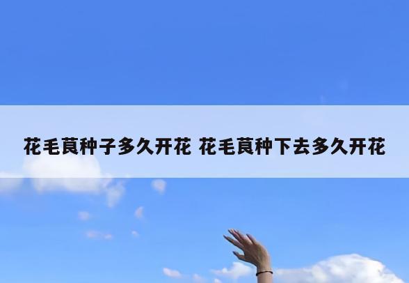 花毛茛种子多久开花 花毛茛种下去多久开花