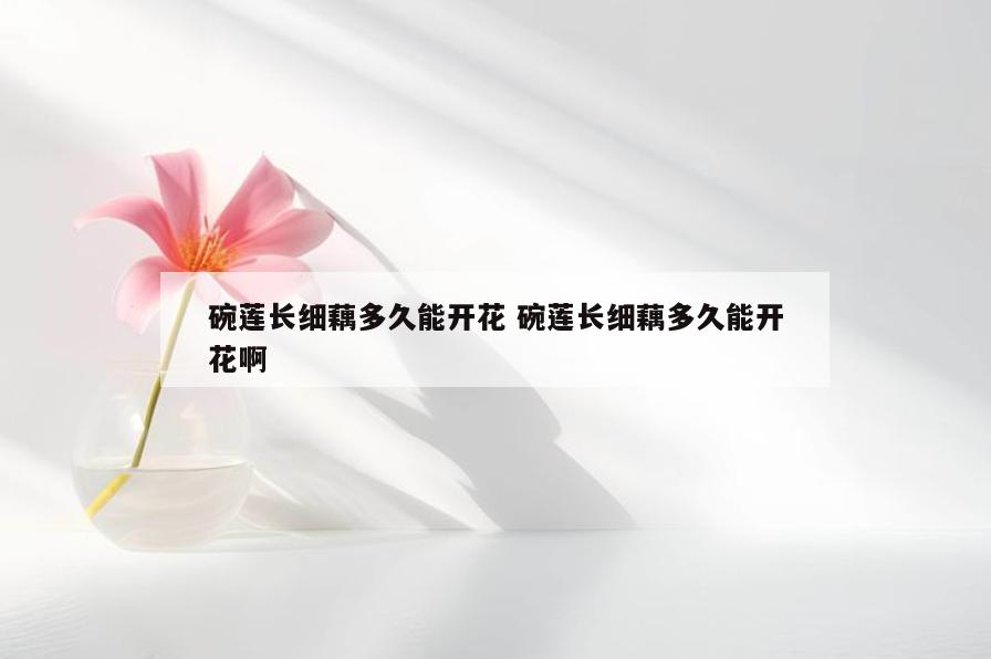 碗莲长细藕多久能开花 碗莲长细藕多久能开花啊