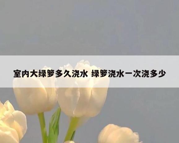 室内大绿箩多久浇水 绿箩浇水一次浇多少