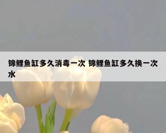 锦鲤鱼缸多久消毒一次 锦鲤鱼缸多久换一次水