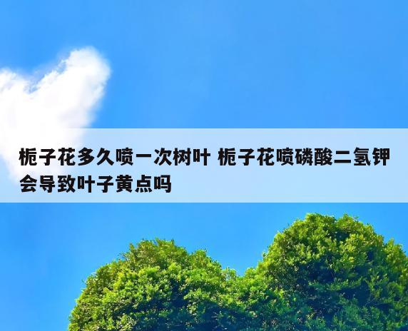 栀子花多久喷一次树叶 栀子花喷磷酸二氢钾会导致叶子黄点吗