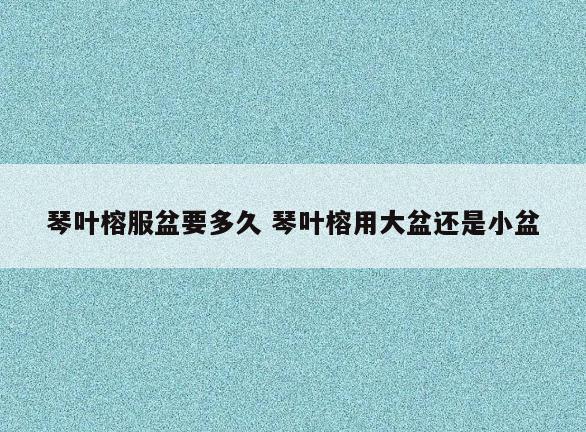 琴叶榕服盆要多久 琴叶榕用大盆还是小盆