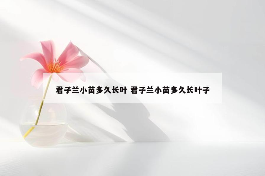 君子兰小苗多久长叶 君子兰小苗多久长叶子